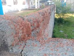 Ribuan Kepiting Merah “Serang” Tiga Desa, Warga Panik Minta Bantu Pemerintah