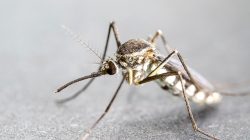 malaria di Bursel