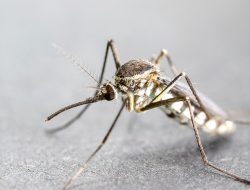 Malaria Menyerang, 7 Warga Dirawat di Rumah Sakit