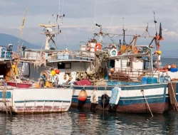 Nelayan Asal Sulsel dan Sultra Curi Telur Ikan Terbang