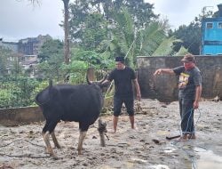 Di Maluku KKST Berbagai Daging Kurban Dengan Pengurus