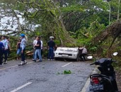 Pengemudi Mobil Meninggal, Ditimpa Pohon Tumbang