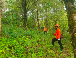 Pergi Pungut Cengkih di Hutan Wanat, Nenek 80 Tahun tak Kunjung Kembali ke Rumah