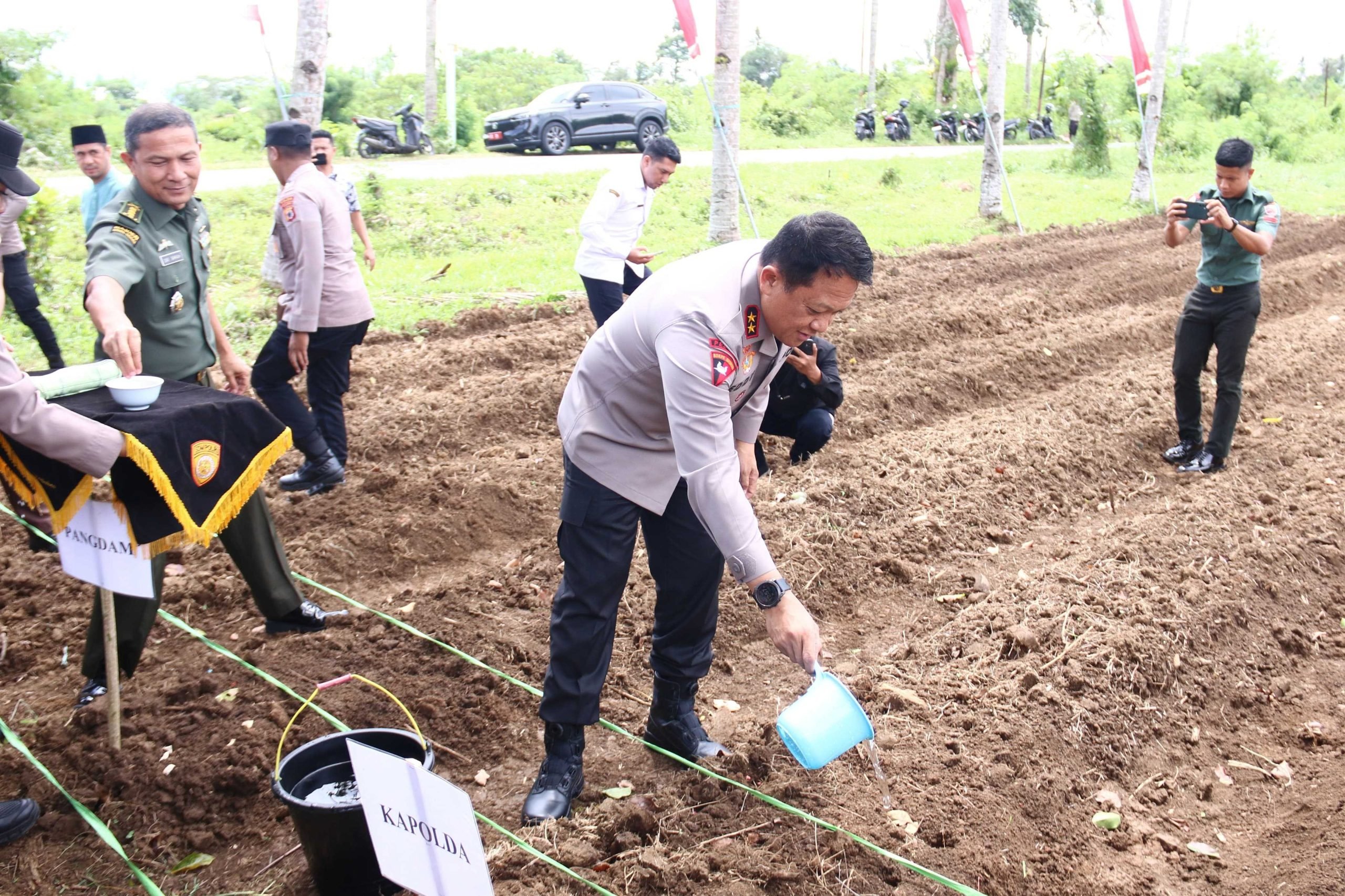 tanam bibit jagung