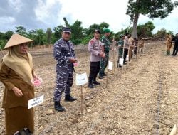 Lahan Dua Hektar di SBT, Dipakai Brimob Polda Maluku Tanam Jagung