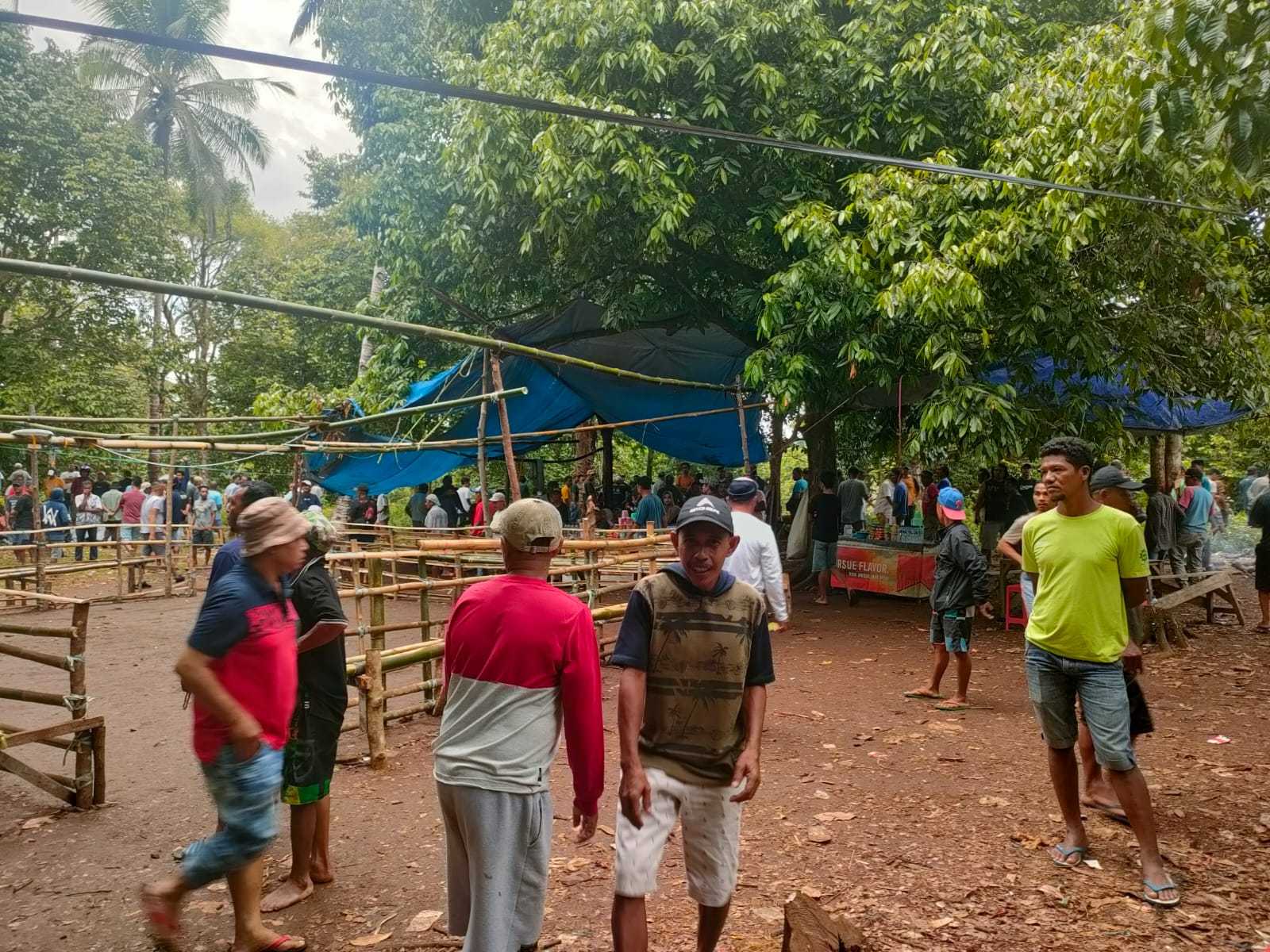 Lokasi Judi Sabung Ayam di Taeno Bawah