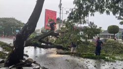 Pohon tumbang di pengadilan Negeri Ambon