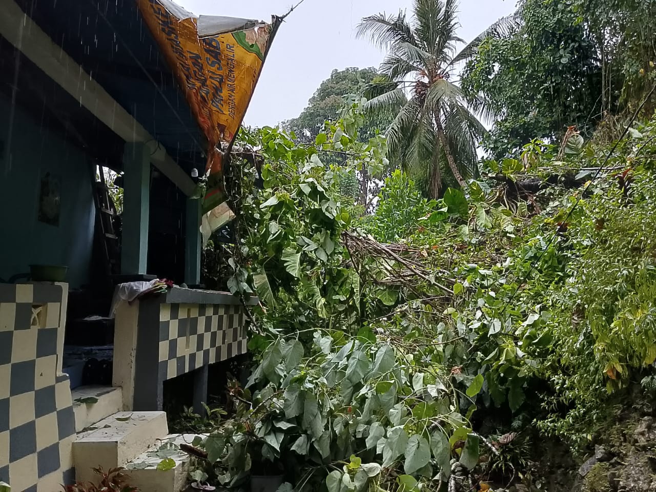 Rumah tertimpah pohon di Ambon