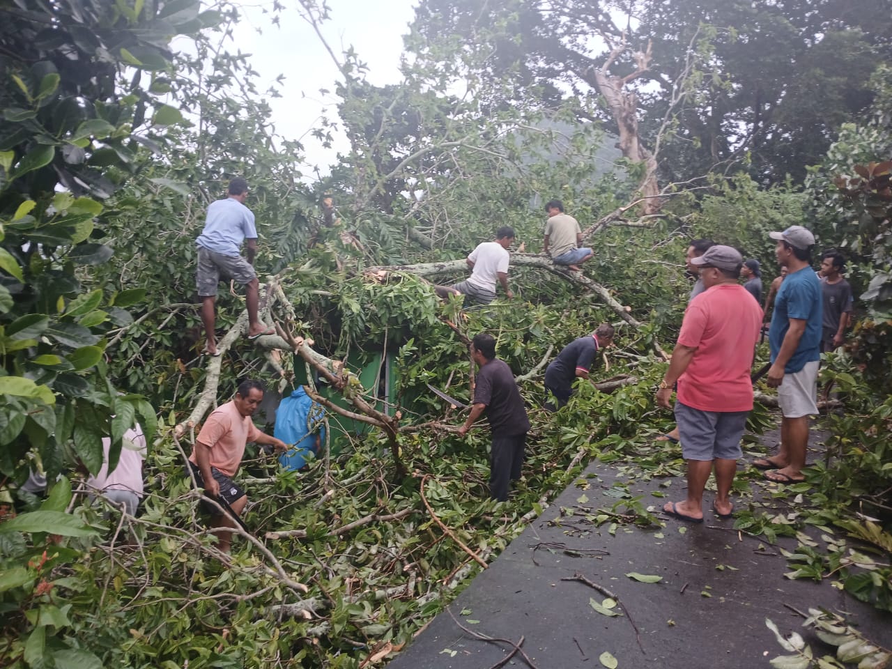 Pohon tumbang timpah rumah warga di Banda